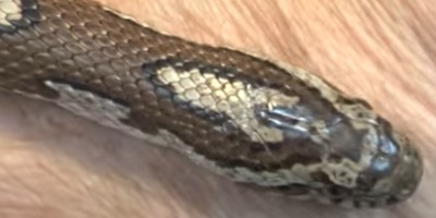 Milwaukee snake